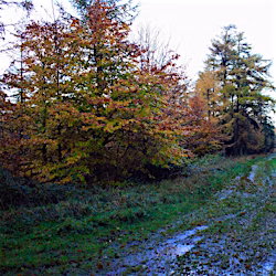 galleri